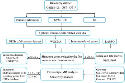 Mendelian randomization and transcriptome analysis identified immune-related biomarkers for osteoarthritis